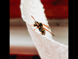 pexels-kaplanart-18503146