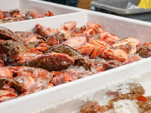 pexels-kindelmedia-83515951