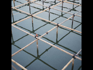 pexels-minglong-lin-794878755-27057522