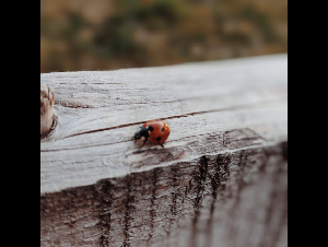 pexels-valeriiamiller-3123650