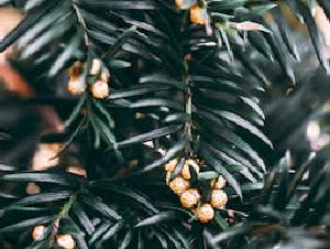 pexels-wojtekpaczes-15576028