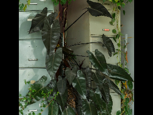 pexels-wolfart-32363112