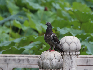 pigeon-6656630_1280