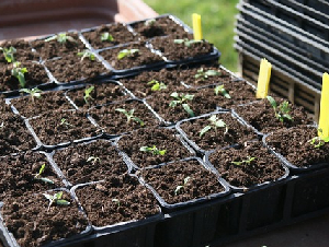 plants-5069661_6401