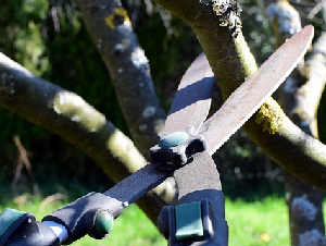 pruning-shears-4964455_640
