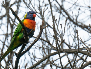 rainbow-lorikeet-5430562_640