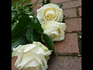 roses-2881346_1280