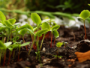 saplings-4504323_640