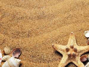 seashells-1337565_1280