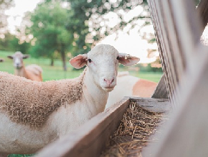 sheep-5358102_640