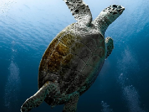 tortoise-9328571_640