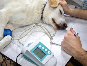 veterinary-4940425_640