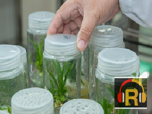 Bangalore Plants First Pvt. Ltd