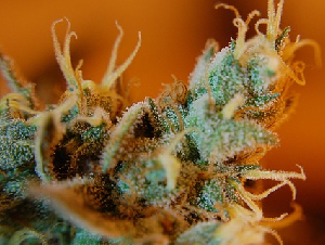 weed-4263073_6401