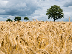 wheat-2549245_640